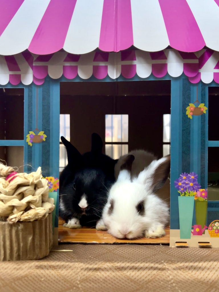 Bunnies!