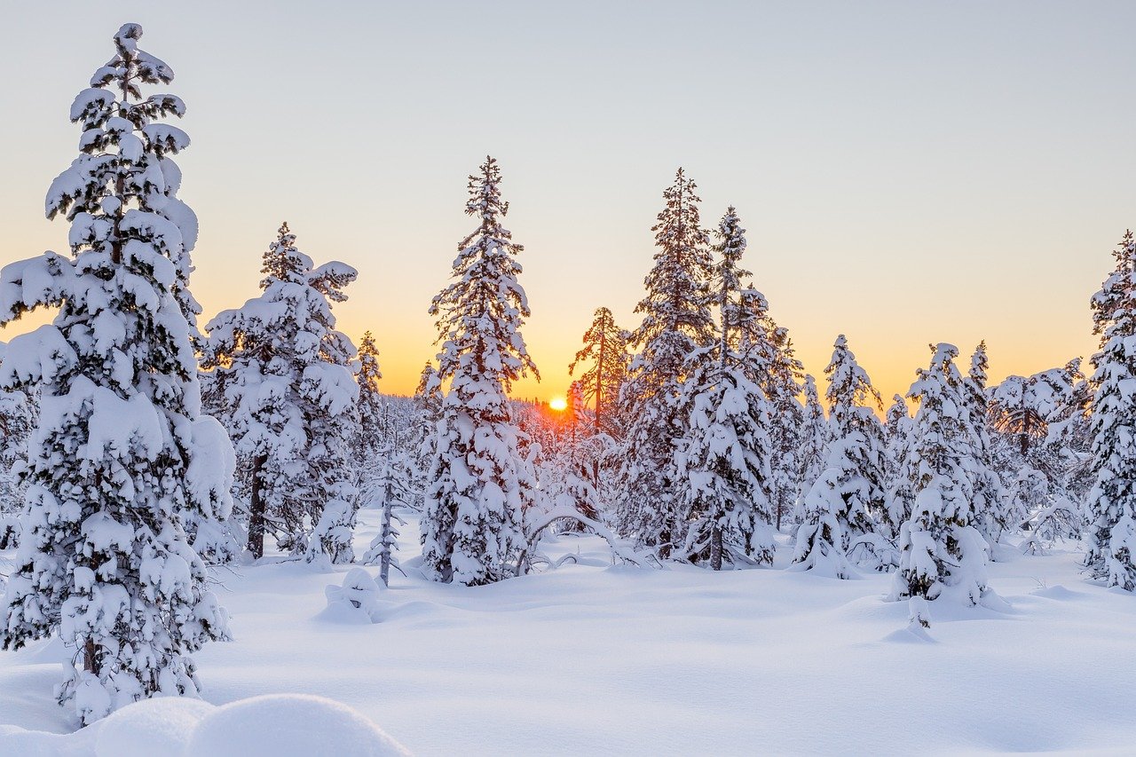 Photo of trees covered in snow