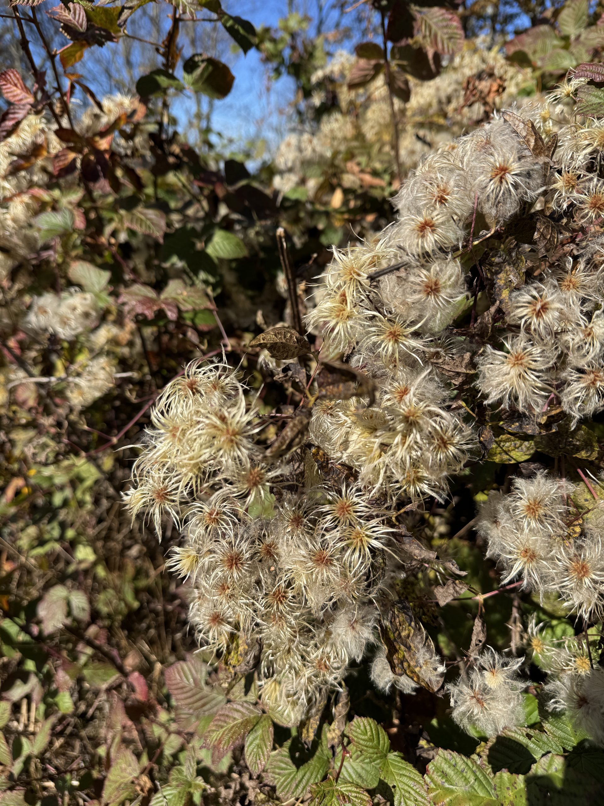 Photo of flowers